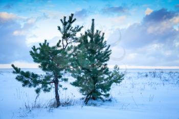 Small pine trees on Baltic Sea coast under cloudy sky. Gulf of Finland, Russia, winter season