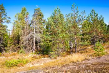 Wild natural landscape, forest edge in Karelia, Russia
