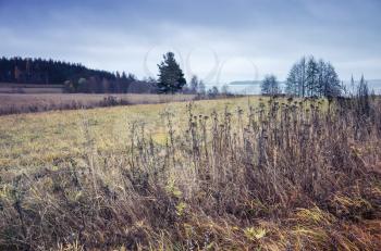 Dry grass on the edge of the field in Finland, autumn landscape with tonal correction photo filter, retro style