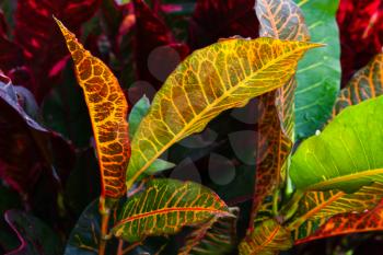 Closeup photo of colorful wild tropical plant leaves