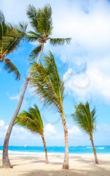 Palm trees grow on empty sandy beach. Coast of Atlantic ocean, Dominican republic, Punta Cana resort