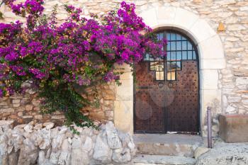 Decorative purple Bougainvillea bush growing near old stone wall with closed wooden door