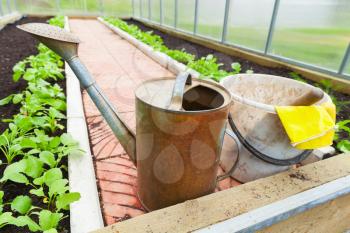 Agricultural tools, watering can, bucket, yellow gloves in a greenhouse
