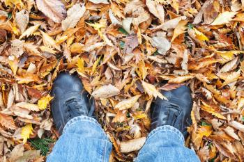 Male feet in blue jeans and black shoes standing on autumnal falling leaves