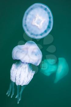 Rhizostoma. Dangerous jellyfishes live in the Black sea, have long tentacles with stinging cells which can leave burns on the human skin. Selective focus