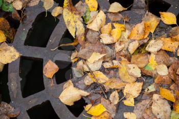 Drainage sewer manhole in the autumnal park covered with yellow leaves