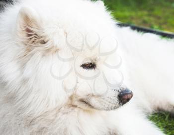 White fluffy Samoyed dog lays on a green grass, close up photo 