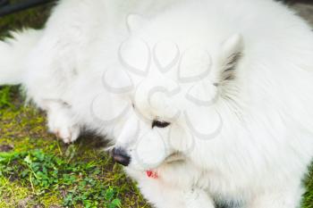White fluffy Samoyed dog lays on a green grass