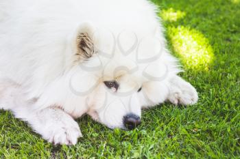 White fluffy Samoyed dog lays on a green grass, closeup