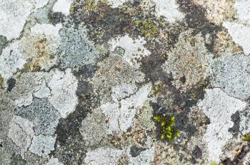 Natural background texture, lichen and moss growing on a stone