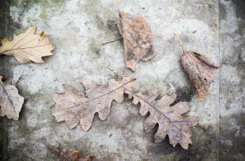 Dry fallen leaves lay on grungy concrete plate, autumnal background photo