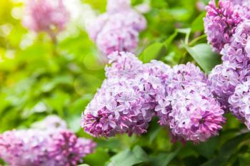 Bright lilac flowers, flowering woody plant in summer garden