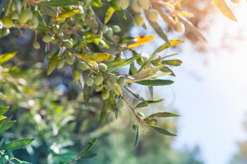 Olive tree branches with green fruits in sunlight over bright sky background, closeup photo with selective focus