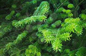 Fresh green spruce branches, macro photo with selective focus