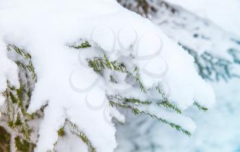 Spruce tree branches covered with snow, closeup photo with selective focus