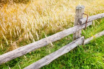 Rural wooden fence along field of rye in summer