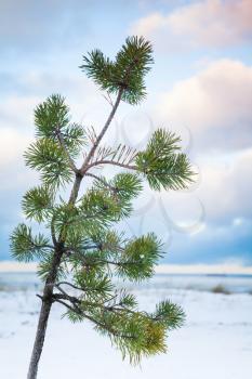 Small pine tree grows on Baltic Sea coast. Gulf of Finland, Russia, winter season