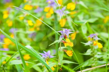 Bright yellow and blue flowers Melampyrum nemorosum known as Night and Day, macro photo with selective focus