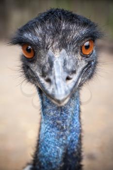 Close-up portrait of ostrich with orange eyes