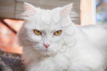 Close-up portrait of white fluffy cat with yellow eyes