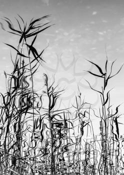 Abstract natural background, vertical photo of coastal reed reflections in still lake water. Selective focus