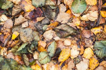 Colorful fallen autumnal leaves lay on the ground, natural background photo texture
