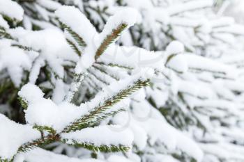 Branches of spruce tree covered with snow; closeup photo with selective focus