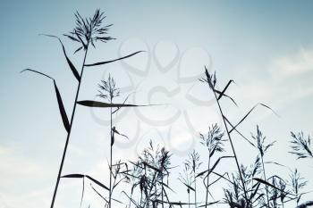 Coastal reed over blue sky background, stylized natural photo background with selective focus