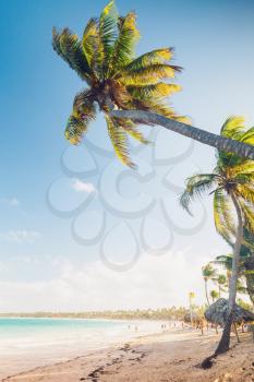 Palm trees grow on sandy beach. Coast of Atlantic ocean, Dominican republic resort