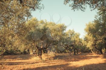 Olive trees in morning sunlight, traditional Greek garden, Zakynthos island, Greece. Tonal correction photo filter effect, old style photo