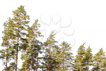 Pine trees isolated on white background
