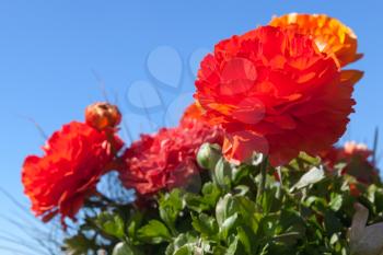 Bright red peony flowers over clean blue sky background