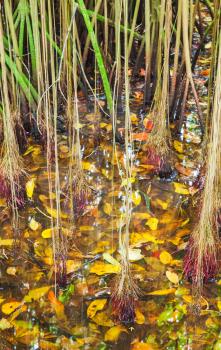 Wild tropical forest, roots of mangrove trees growing in water, vertical photo
