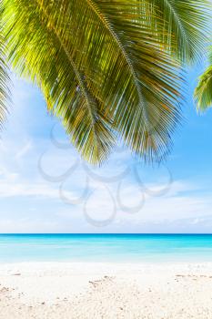 Tropical beach vertical photo background. White sand, azure water and palm tree branches over blue sky.  Caribbean Sea coast, Dominican republic, Saona island