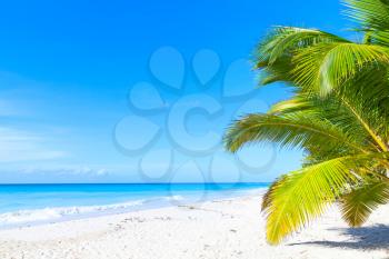 Palms grow on white sandy beach. Caribbean Sea coast, Dominican republic, Saona island