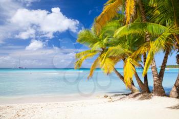 Coconut palms grow on white sandy beach. Caribbean Sea coast, Dominican republic, Saona island