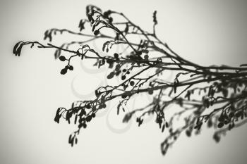 Alder tree branches, monochrome close up photo