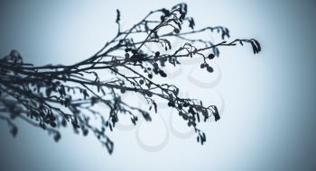 Alder tree branches, blue tonal correction photo filter effect