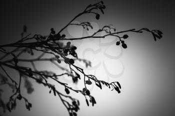 Alder tree branches, black and white close up photo