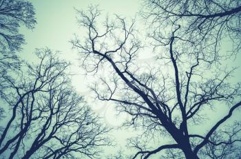 Leafless bare trees over cloudy sky. Monochrome natural background photo with green vintage tonal correction filter effect