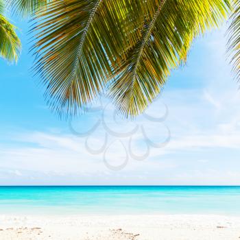 Tropical beach photo background, white sand, azure water and palm tree branches over blue sky. Coast of Caribbean Sea, Dominican republic, Saona island