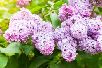 Pink lilac flowers, flowering woody plant in summer garden