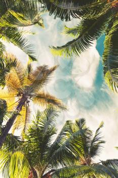 Coconut palm trees over bright sky background. Dominican Republic, vertical natural photo with tonal correction filter, vintage style effect