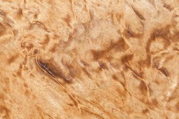 Wood pattern of the Karelian birch, close up background photo texture