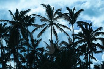 Coconut palm trees silhouettes over blue sky. Stylized photo with blue tonal correction filter effect