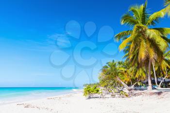 Coconut palms grow on white sandy beach. Caribbean Sea, Dominican republic, Saona island coast, popular touristic resort