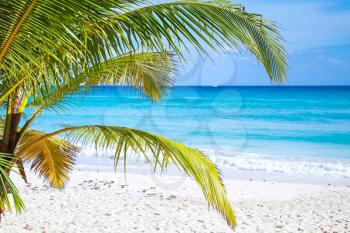 Palm branches on tropical white sandy beach background. Caribbean Sea coast, Dominican republic, Saona island