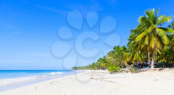 Coconut palms grow on white sandy beach. Caribbean Sea, Dominican republic, Saona island coast, popular touristic resort, natural panoramic photo