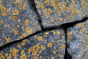 Yellow lichen growing on gray granite stones