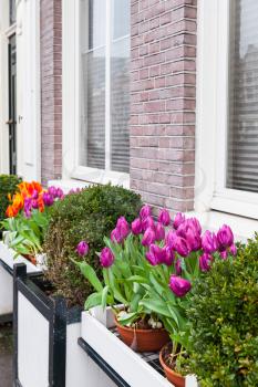 Colorful tulip flowers, decoration of an old house facade in Amsterdam, Netherlands. Vertical photo